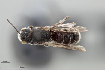 Media type: image;   Entomology 793013 Aspect: habitus dorsal view